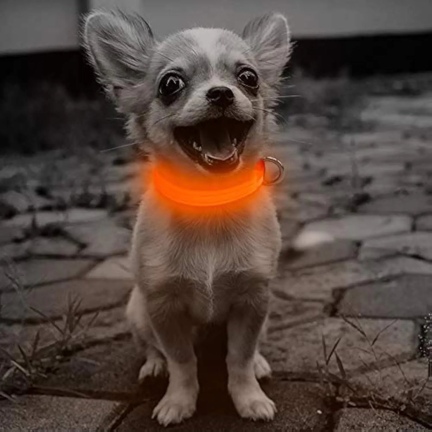 Candofly Reflective LED Dog Collar - Light Up Dog Collar USB Rechargeable Puppy Collar Nylon Dog Glow Collar Dog Lights for Night Walking & Camping (X-Small Orange)